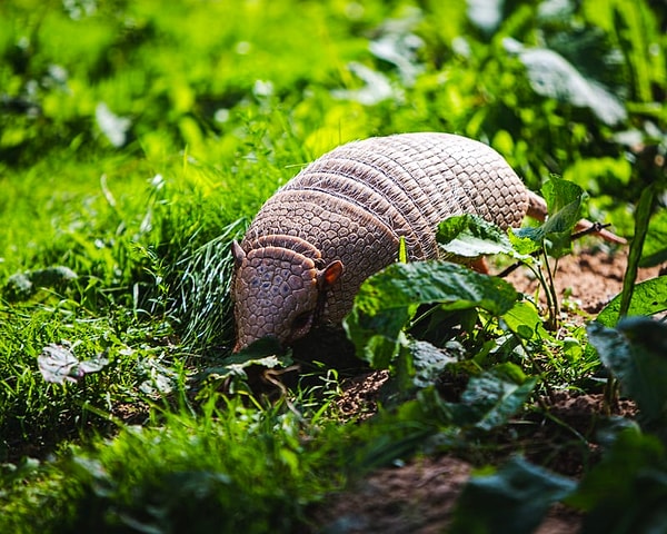 20. Armadillolar neredeyse tamamen aynı dördüzler doğurabilir.