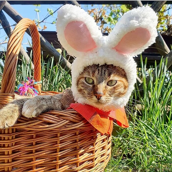 5. Сукоро, Венгрия