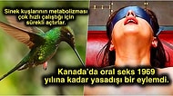 Acayip Bilgiler Kuşağı: Hayata Karşı Merakınızı İki Katına Çıkaracak 15 İlginç Gerçek