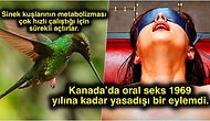 Acayip Bilgiler Kuşağı: Hayata Karşı Merakınızı İki Katına Çıkaracak 15 İlginç Gerçek