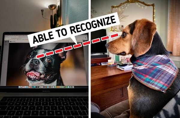 4. Собаки способны не хуже людей различать изображения на плоских экранах с высоким разрешением.