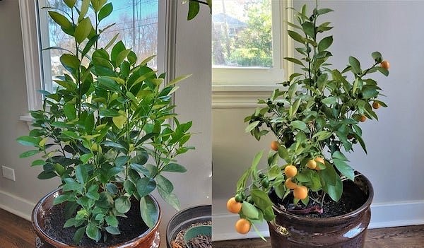 13. «Мой каламондин! Я чувствую себя как гордая мамочка».