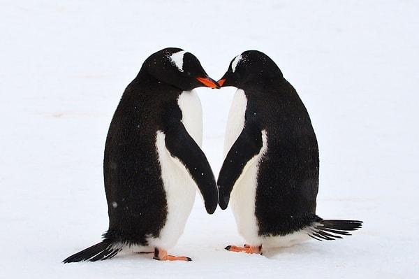 Avustralya'nın Sidney kentindeki bir akvaryumda yaşayan ve başarılı bir şekilde yavru yetiştiren eşcinsel penguenler yeni bir evlat daha edindiler.