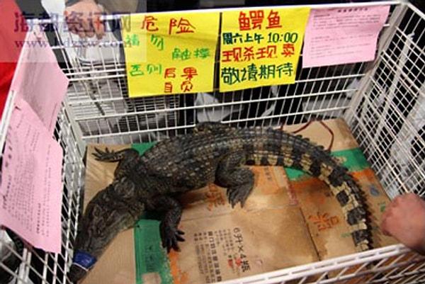 5. "4 yıl boyunca Çin'de yaşadım. Süpermarketlerde canlı timsahlar, kurbağalar ve kaplumbağalar satılıyor."