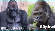 Sosyal Medyanın Her Köşesinde Karşımıza Çıkan Bir Garip Goril Akımından Tüm Ruh Hallerimizi Yansıtacak Paylaşımlar