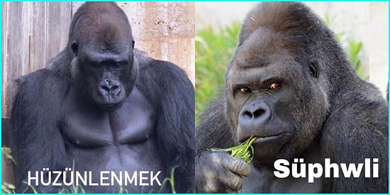 Sosyal Medyanın Her Köşesinde Karşımıza Çıkan Bir Garip Goril Akımından Tüm Ruh Hallerimizi Yansıtacak Paylaşımlar