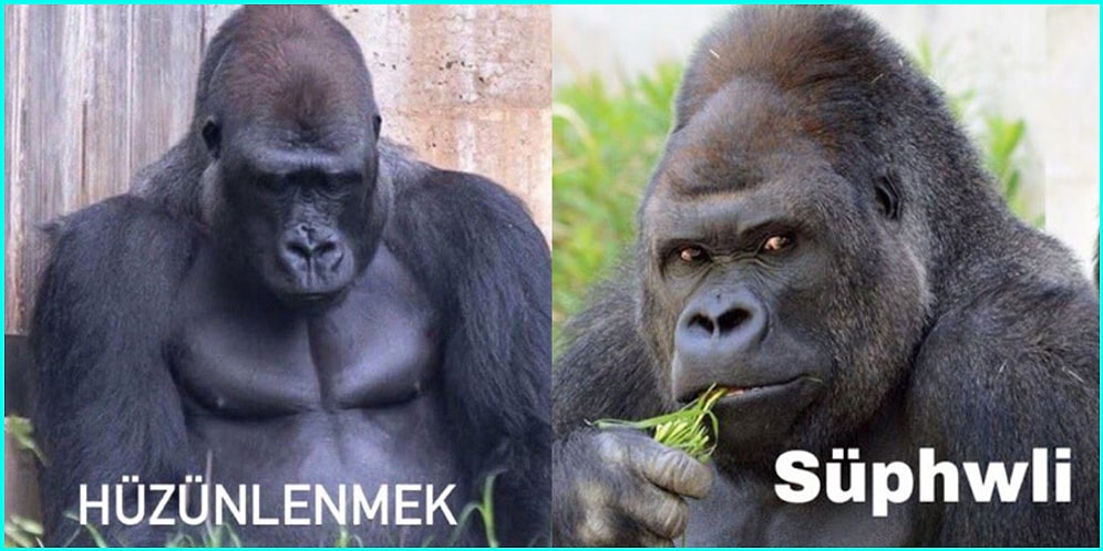 Sosyal Medyanın Her Köşesinde Karşımıza Çıkan Bir Garip Goril Akımından Tüm Ruh Hallerimizi Yansıtacak Paylaşımlar