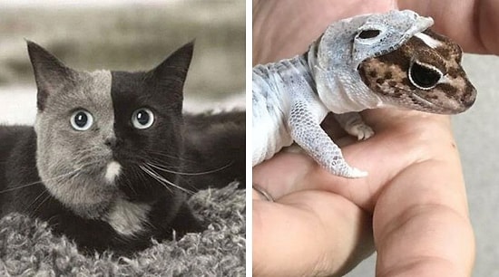 20 снимков, подтверждающих, что в мир полон удивительных вещей