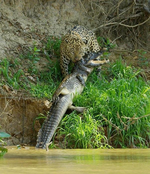 2. Güney Amerika timsahı avlayan bir jaguar: