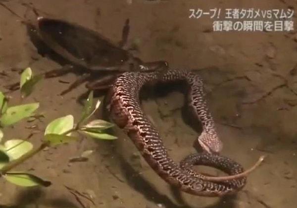 16. Dev su böceği olarak de bilinen 'Belostomatidae' ve bir yılanı avladığı an: