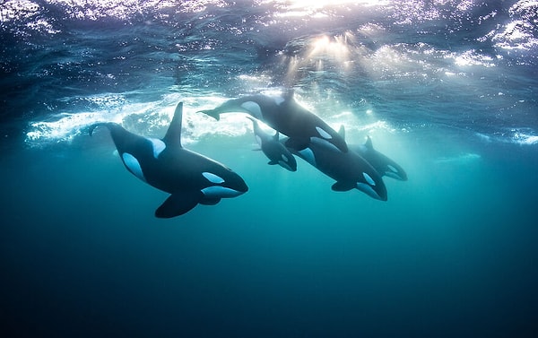 12. Номинант: Фотограф года по приключениям