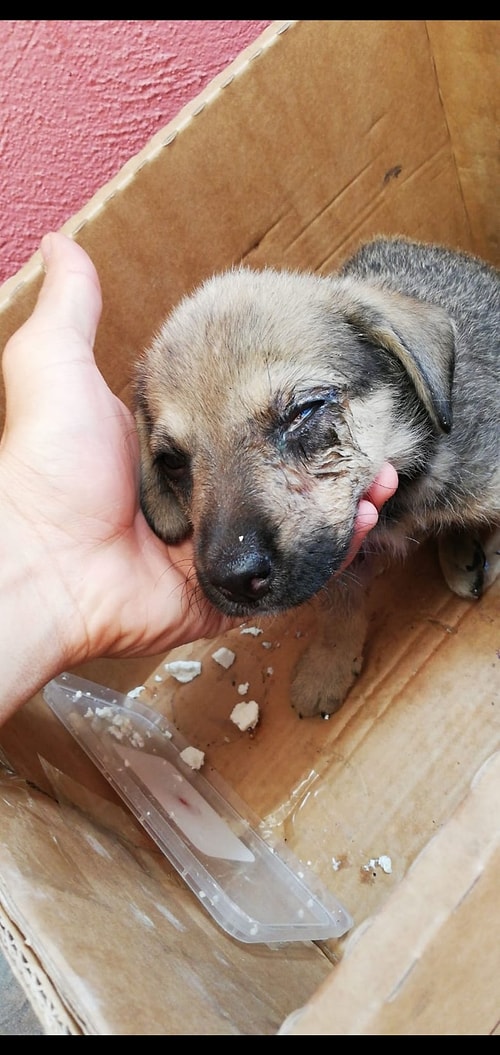 Sahiplenildikleri Günden Bu Yana Yaşadıkları Muhteşem Değişimle Gözlerinizi Yaşartacak Hayvan Dostlarımızı Mutlaka Görmelisiniz!