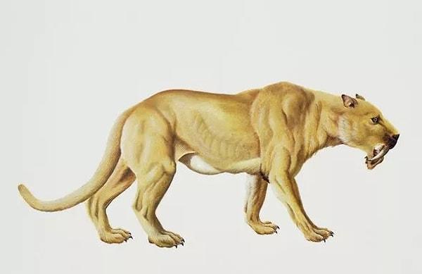Kesin olarak kedi ailesinin gerçek bir üyesi olmayan Hoplophoneus, Kuzey Amerika'da yaşamış Nimravidae ailesinin nesli tükenmiş bir cinsi.