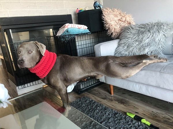 6. Дакстон  у нас инструктор по йоге.