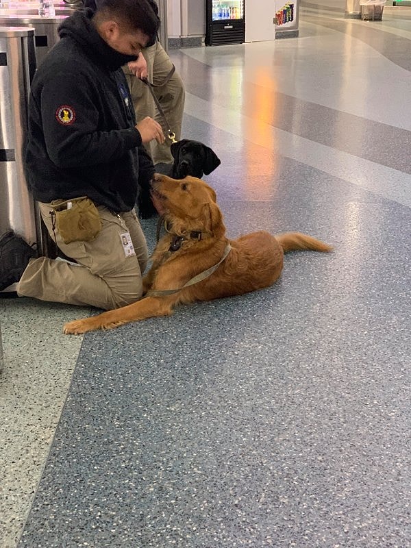 22. Хорошая собачка, вынюхивающая бомбы на паромном терминале Статен-Айленда.