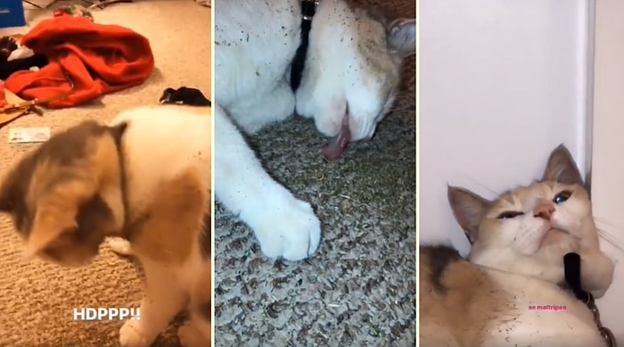 Kedi Nanesi Paketini Bulup Parçaladıktan Sonra Harikalar Diyarına Geçiş Yapan Kedi