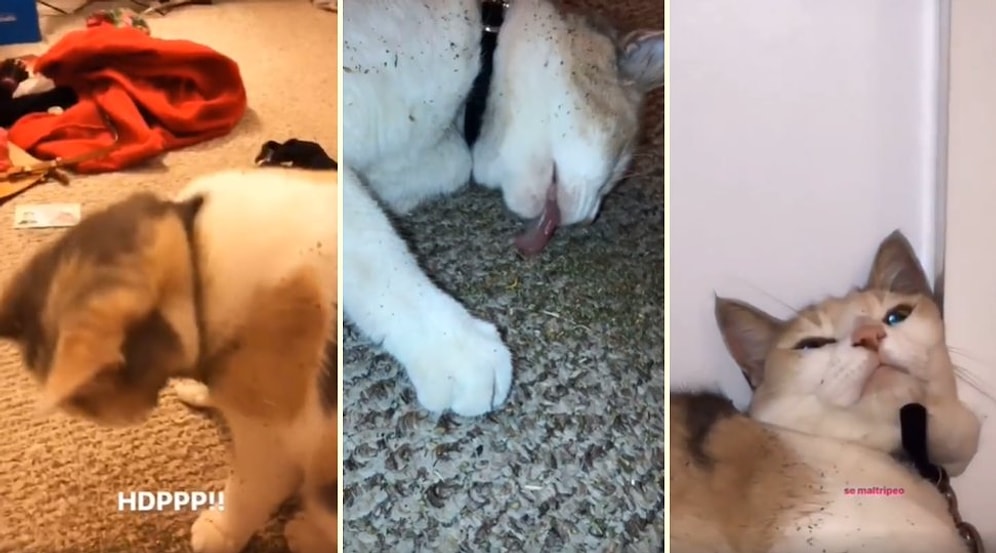 Kedi Nanesi Paketini Bulup Parçaladıktan Sonra Harikalar Diyarına Geçiş Yapan Kedi
