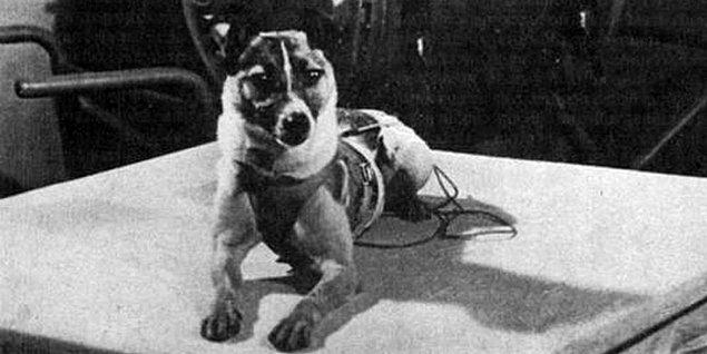 Canım Laika bir sokak köpeğidir. Ruslar araştırmalarını Moskova'nın soğuğuna ve açlığa dayanıklı olduğunu düşündükleri sokak köpekleri üzerinde yaparlar. Çünkü uzayda da aşağı yukarı bu durum söz konusudur.