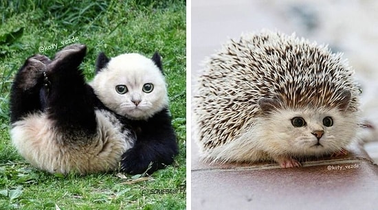 Галина Бугаевская фотошопит мордочку кота к животным, и это выглядит невероятно мило и смешно одновременно (30 фото)