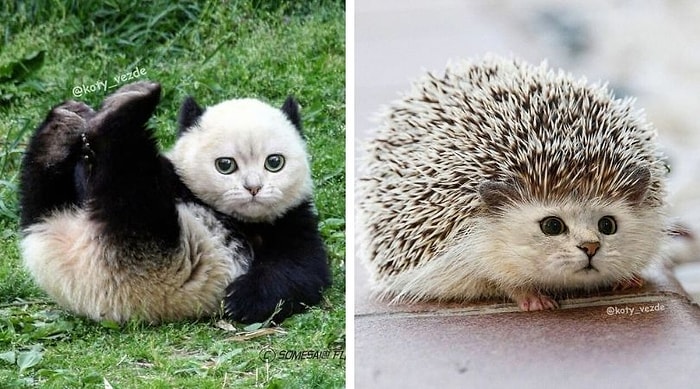 Галина Бугаевская фотошопит мордочку кота к животным, и это выглядит невероятно мило и смешно одновременно (30 фото)