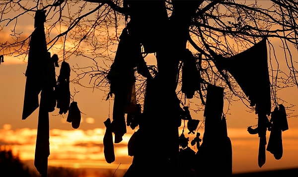 8. Хочется верить, что все-таки пандемия COVID-19 в скором времени наконец-то закончится. Тем более, что "целебные" деревья благодаря стараниям французов тоже вносят свой вклад! :)