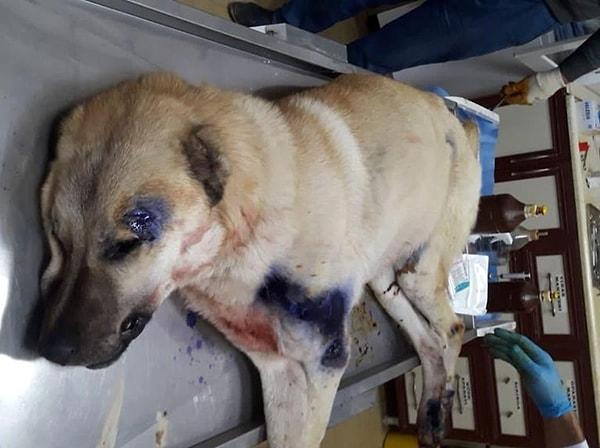 Iğdır Belediyesi Geçici Hayvan Bakımevi Rehabilitasyon Merkezi’nde tedaviye alındı