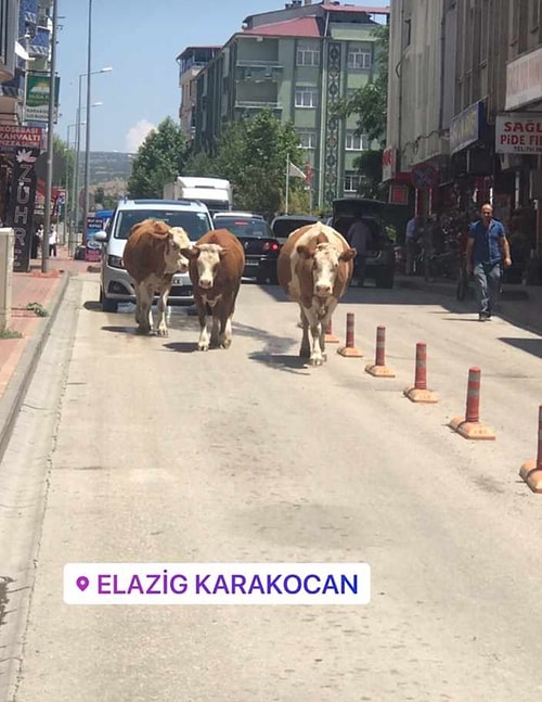 Sadece Birbirlerine ''Gakgoş'' Diyenlerin Memleketi Elazığ'da Görebileceğiniz Birbirinden Fantastik 21 Şey