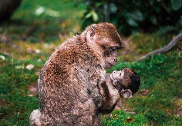 7. Maymunlar zengin bir kelime dağarcığı kullanarak birbirleriyle konuşabilirler.
