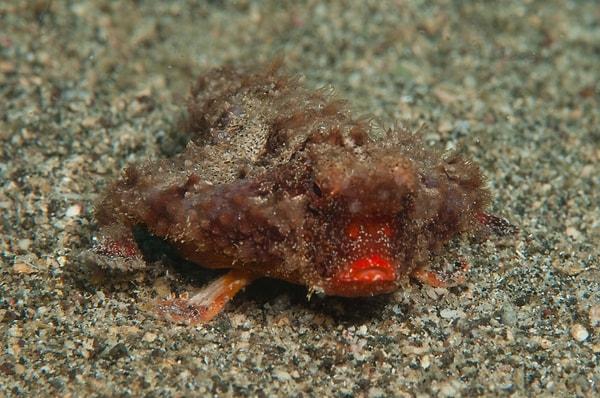 17. Kırmızı dudaklı yarasa balıkları çok iyi yüzücü olmadıkları için okyanusun tabanında pektoral yüzgeçleri ile yürümeyi tercih ederler.