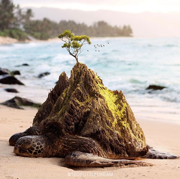 5. Остров черепах