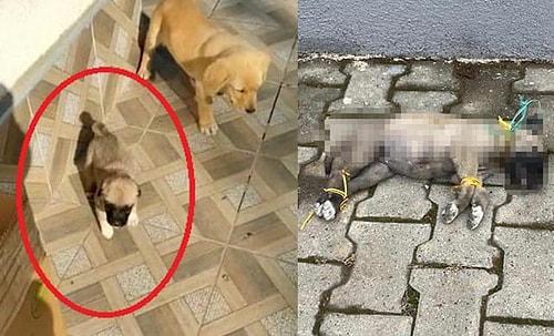 Bunu Yapan İnsan Olamaz! 1,5 Aylık Köpek Ayakları ve Boynu İple Bağlanmış Şekilde Ölü Bulundu