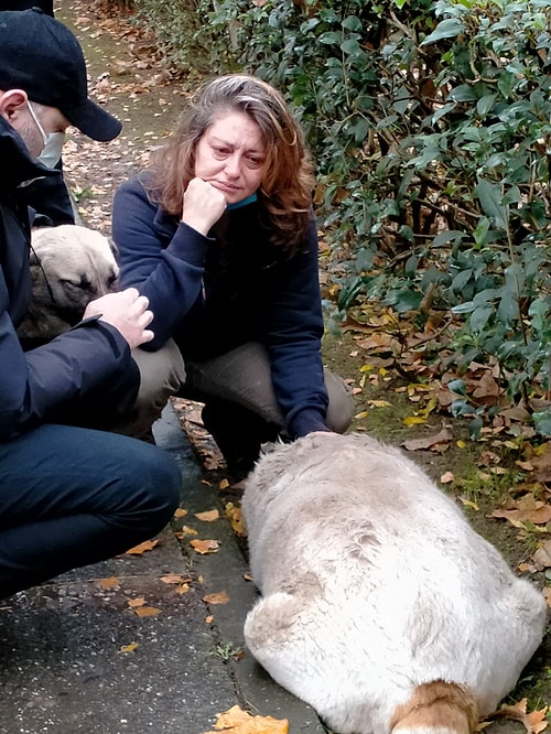 İzmit'te Sokak Köpeklerini Zehirleyenler Belediye Personeli Çıktı, Tüm Çalışanlar Açığa Alındı