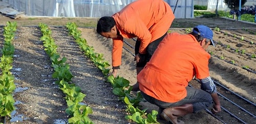 Fabrikalaşan Cezaevleri Araştırması: Elde Edilen 4,5 Milyonluk Gelirin Sadece %2'si Yevmiye Olarak Ödeniyor