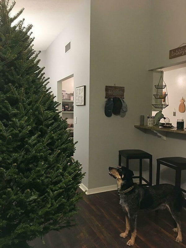 8. "Я включил видео пения птиц и положил свой смартфон на ветки рождественской елки. Мой пес после этого высматривал пернатых на дереве несколько часов".