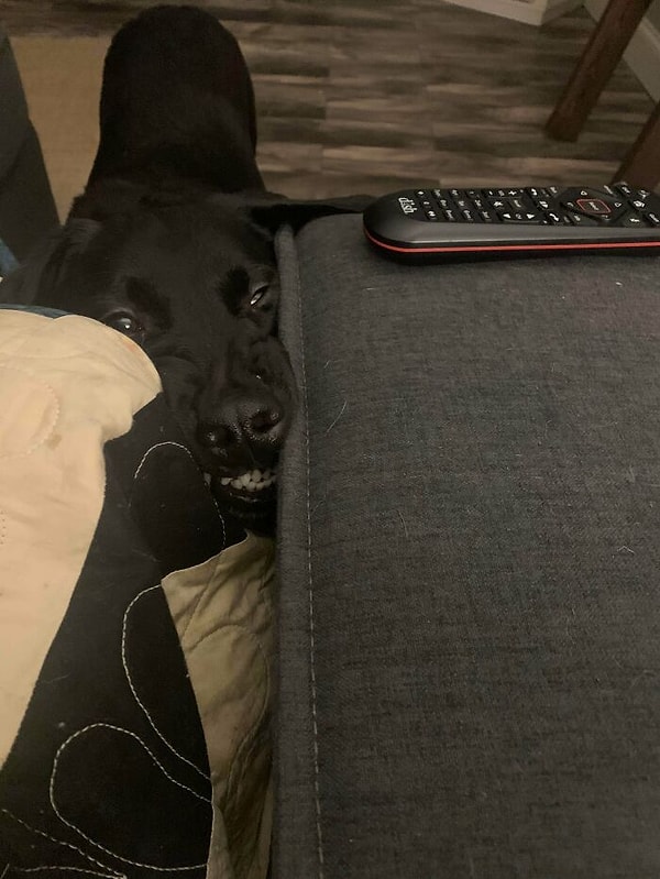 12. "Ужинаю я, значит, перед телевизоров, смотрю вниз и тут это".