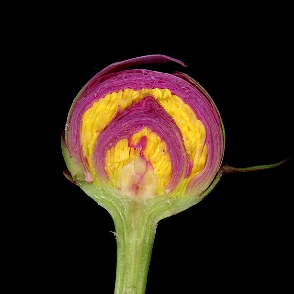 8. Нераскрывшийся бутон пиона