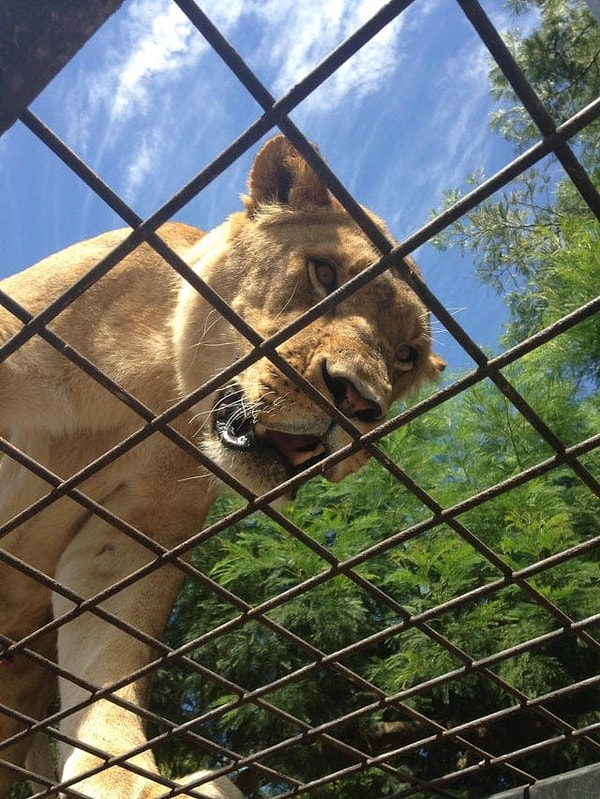 13. Вид изнутри туристической клетки для сафари