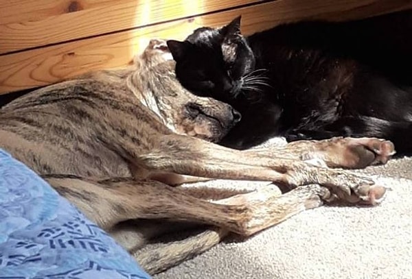 3. "Мои кошка и собака любят вместе погреться в лучах солнца в моей комнате".
