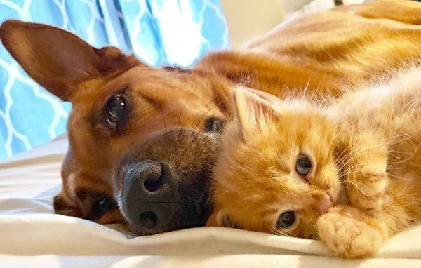 20. "Мы подобрали маленького котенка с улицы пару дней назад, и наша собака Кона оказалась любящей и заботливой мамой".