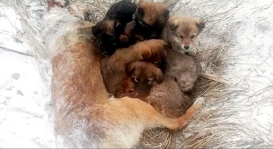 Осиротевшие щенки были найдены рядом с телом своей замороженной матери в Сибири, и теперь спасатели ищут для них новые дома