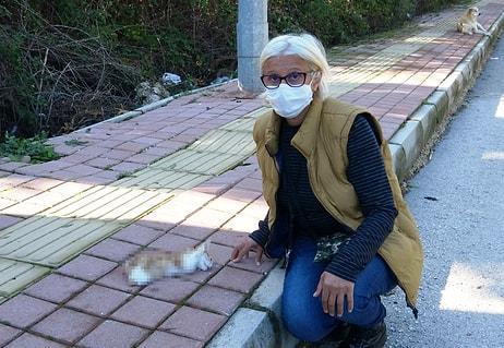 Antalya’da Yavru Bir Kedi, Bacakları ve Kuyruğu Kesilmiş Halde Ölü Bulundu