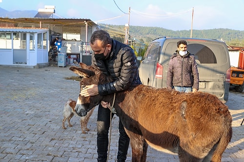 İşkenceye Maruz Kalan Eşek Barınağa Alındı, İlk Ziyaretçisi Haluk Levent Oldu: 'Hayvan Hakları Yasası Bir An Önce Çıkmalı'