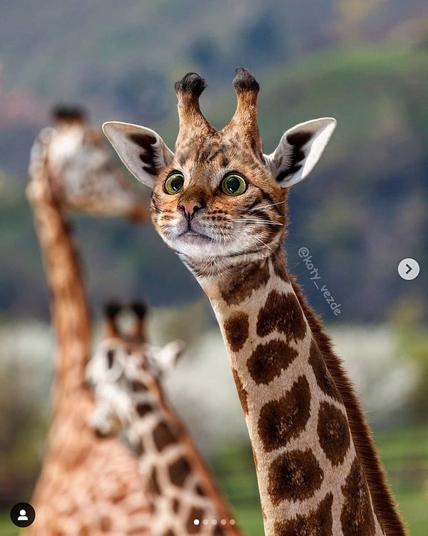 5. Любопытный котожираф