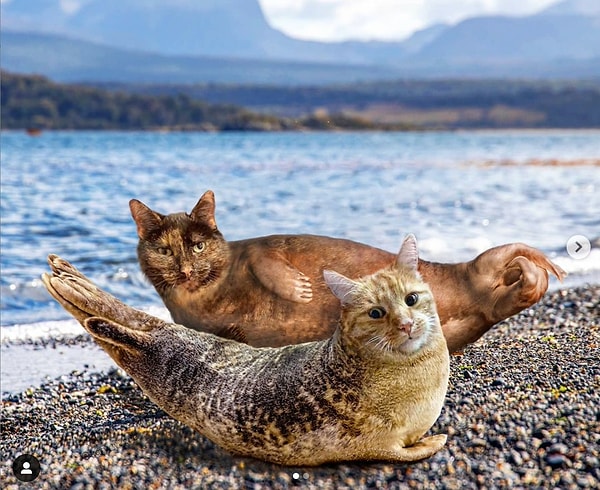 8. Ленивые кототюлени