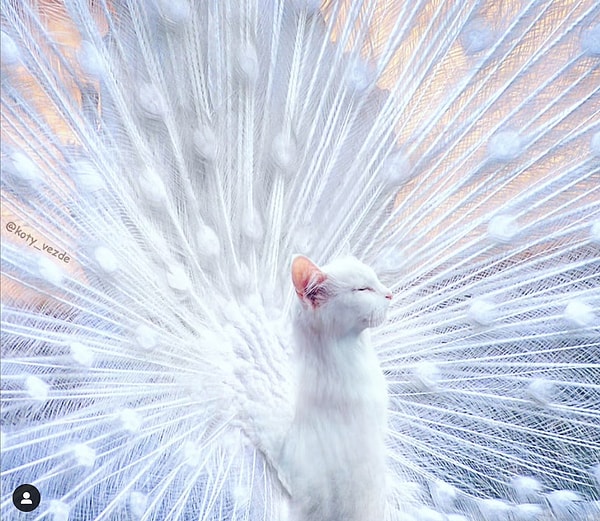 11. Роскошный котопавлин