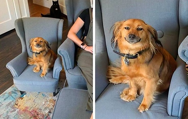5. "Я прикупил своему псу его собственное кресло. Лишним будет сказать, что он ужасно доволен".