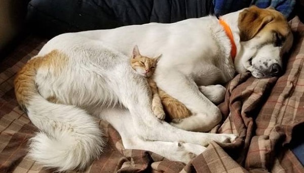 14. "Зорба делает все возможное, чтобы Марти не замерз".