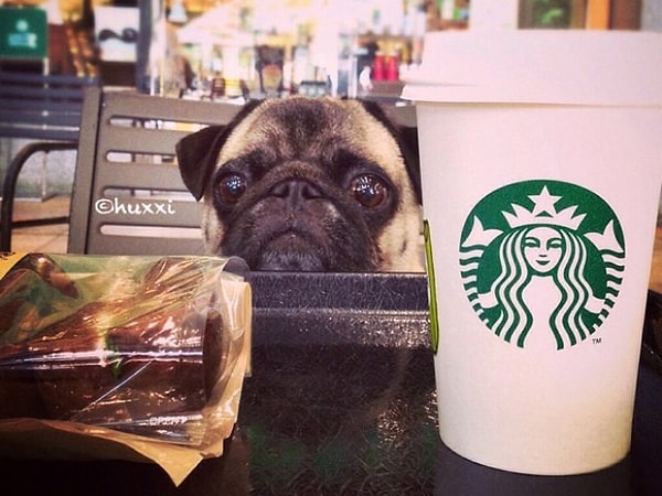 15. Вы не против, если я доем вот тот кексик?