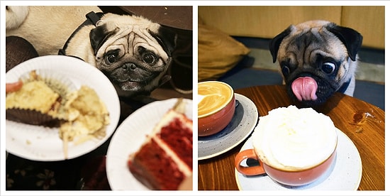 22 мопса, смотрящих на еду так, словно они не ели и не пили уже три дня (срочно Оскар в студию!)