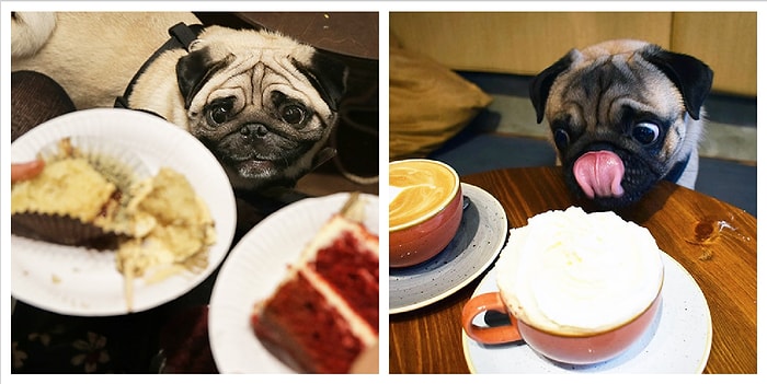 22 мопса, смотрящих на еду так, словно они не ели и не пили уже три дня (срочно Оскар в студию!)